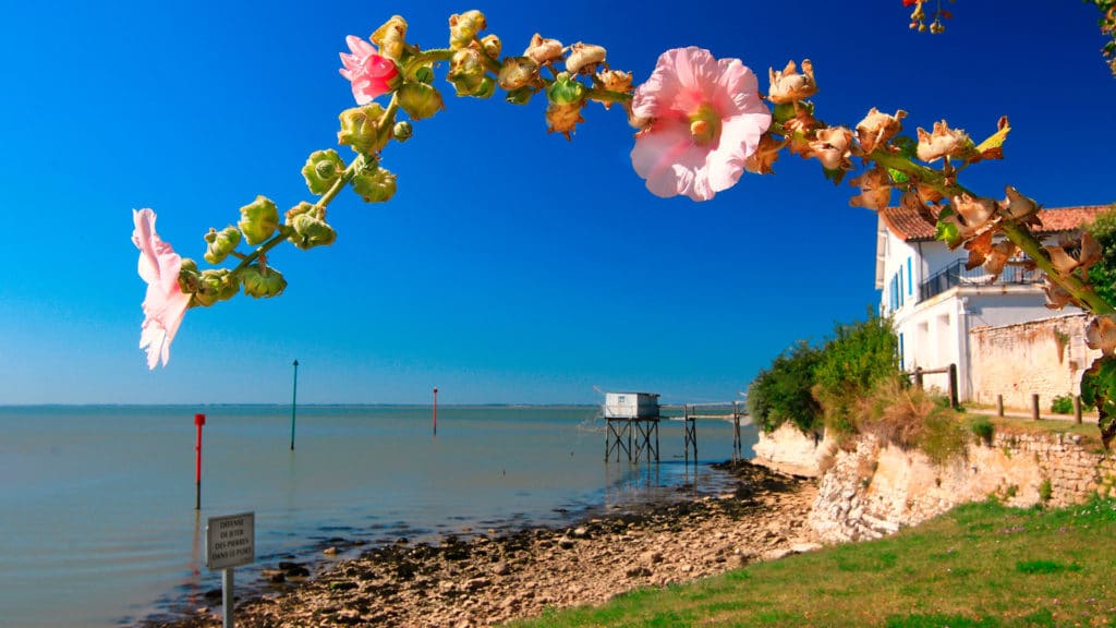 Elément fleuri sur la plage de Talmont