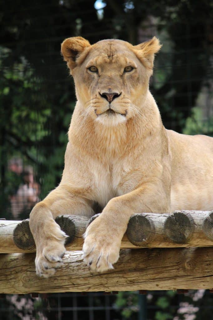 Lionne au parc animalier du Zoo de La Palmyre près du Camping Soleil Levant